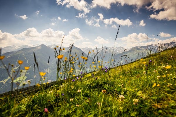 Flower field in the mountains © GASTEINERTAL TOURISMUS GMBH